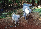 2019-01-06 :2: Sipi Falls :: gummo