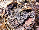 photo thumbnail #8