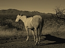 photo thumbnail #1