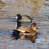 photo thumbnail #6