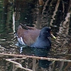 2019-01-20 :2: Sweetwater Wetlands :: gummo