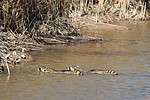 2019-01-26 :2: Cibola National Wildlife Refuge :: gummo