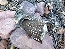 photo thumbnail #12