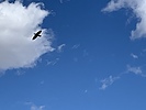 photo thumbnail #10