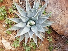 2019-02-09 :1: Quartz Peak Trail - Sierra Estrella :: caragruey