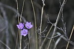 photo thumbnail #12