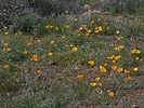 photo thumbnail #11