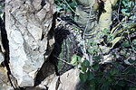 photo thumbnail #13