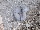 photo thumbnail #13