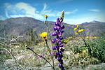 photo thumbnail #8