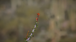 photo thumbnail #12