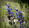 photo thumbnail #12