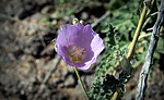 photo thumbnail #15