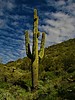 photo thumbnail #14