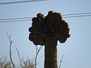 photo thumbnail #10