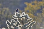 photo thumbnail #7