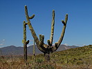photo thumbnail #10