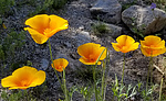 photo thumbnail #15