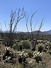 photo thumbnail #2