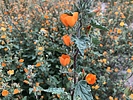 photo thumbnail #3