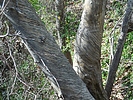 photo thumbnail #11