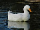 photo thumbnail #14
