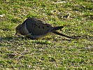 2019-03-23 :: Granada Park :: rrshort