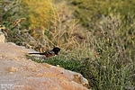photo thumbnail #1