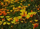 photo thumbnail #1