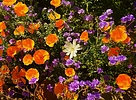 photo thumbnail #2