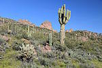 photo thumbnail #4