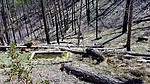 2019-03-30 :1: South Fork - Gold Ridge Loop :: The_Eagle