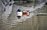 photo thumbnail #13