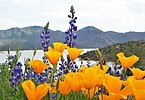photo thumbnail #3
