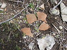 photo thumbnail #10