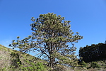 2019-03-30 :1: Kirk Creek Trail to Vicente Flat :: JimmyLyding