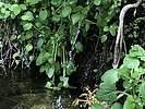 photo thumbnail #13
