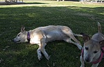 photo thumbnail #11
