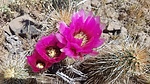photo thumbnail #7