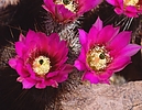 photo thumbnail #3