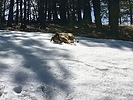 photo thumbnail #2