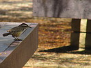 photo thumbnail #11