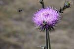 photo thumbnail #8