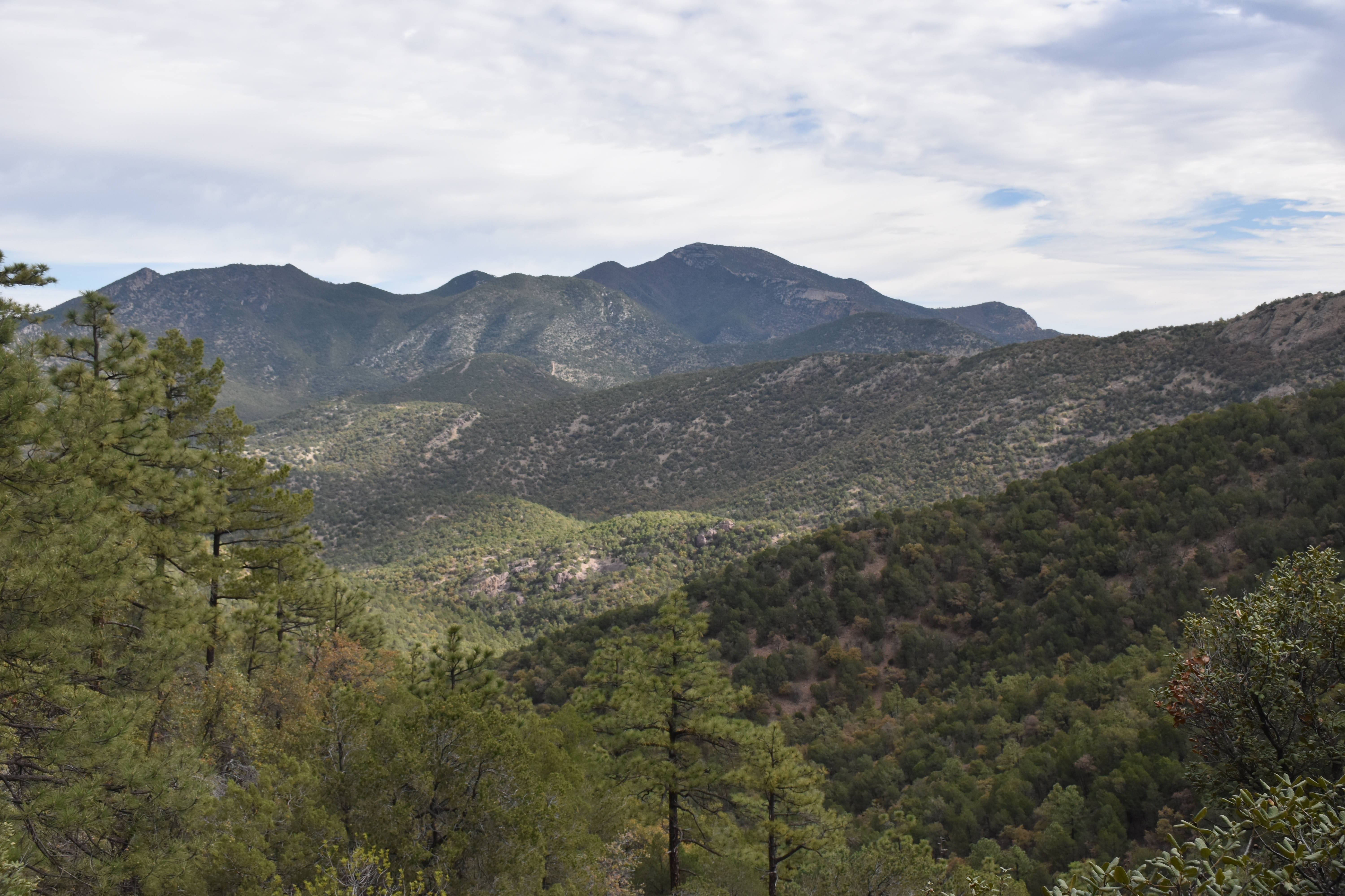 原種 ヘクチア Hechtia mooreana Ziplote, Canyon Huachuca Mountains