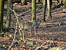 photo thumbnail #10