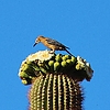 photo thumbnail #1
