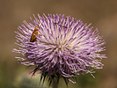 photo thumbnail #10