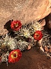 photo thumbnail #4