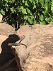 photo thumbnail #12