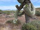 photo thumbnail #8